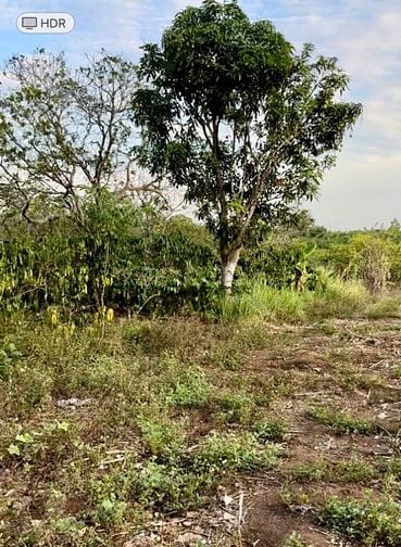 CẦN TIỀN - BÁN ĐẤT NÔNG NGHIỆP trồng cà phê, tiêu