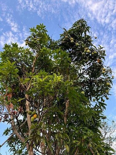 CẦN TIỀN - BÁN ĐẤT NÔNG NGHIỆP trồng cà phê, tiêu