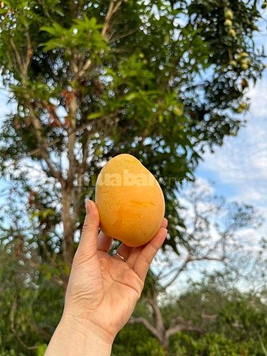 CẦN TIỀN - BÁN ĐẤT NÔNG NGHIỆP trồng cà phê, tiêu