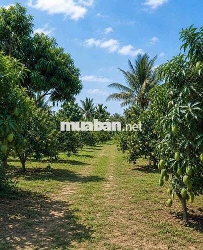 Diện tích 1000m2 có 100m2 thổ cư giá 180tr bao sang tên công chứng