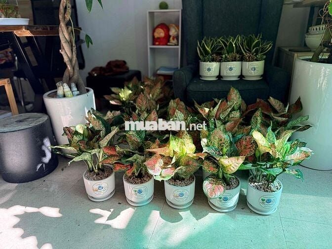 [See Garden] Tuyển Dụng Đi Làm Ngay