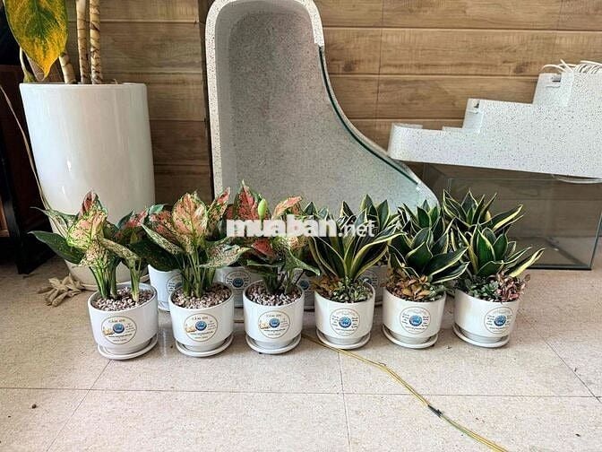[See Garden] Tuyển Dụng Đi Làm Ngay