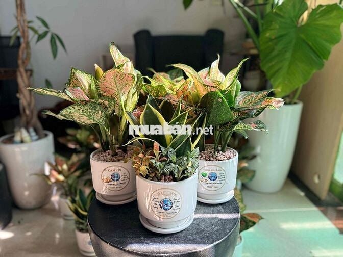 [See Garden] Tuyển Dụng Đi Làm Ngay