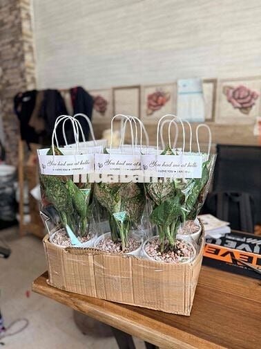 [See Garden] Tuyển Dụng Đi Làm Ngay