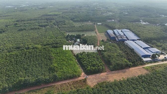 Bán gấp 196m ngay đường MPTV,cách Kcn MP3 1km giá rẽ cho anh chị cn
