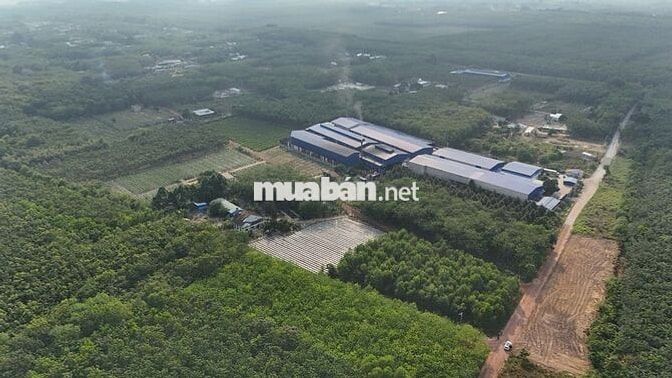 Bán gấp 196m ngay đường MPTV,cách Kcn MP3 1km giá rẽ cho anh chị cn