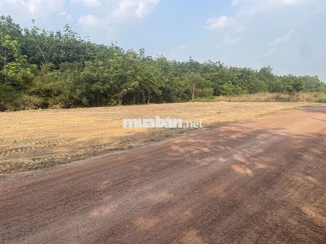 Bán gấp 196m ngay đường MPTV,cách Kcn MP3 1km giá rẽ cho anh chị cn