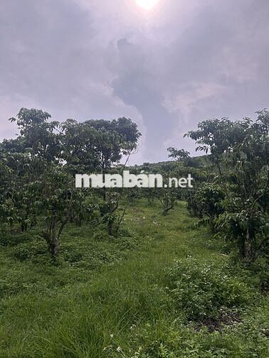 BÁN GẤP LÔ DẤT 1,7HA CÀ PHÊ - ĐẤT CHIỀN ĐỒI NHẸ - CÓ SUỐI!