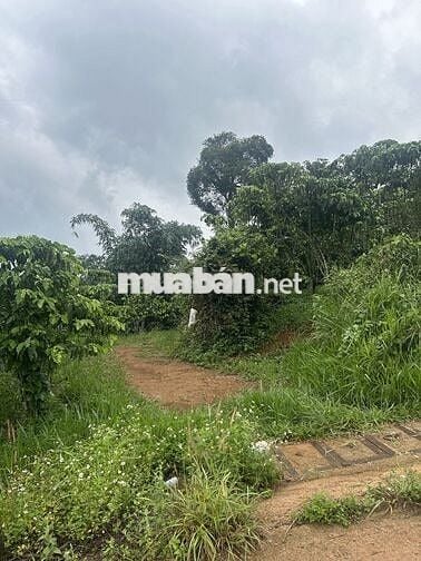 BÁN GẤP LÔ DẤT 1,7HA CÀ PHÊ - ĐẤT CHIỀN ĐỒI NHẸ - CÓ SUỐI!