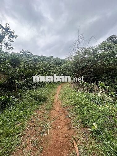 BÁN GẤP LÔ DẤT 1,7HA CÀ PHÊ - ĐẤT CHIỀN ĐỒI NHẸ - CÓ SUỐI!