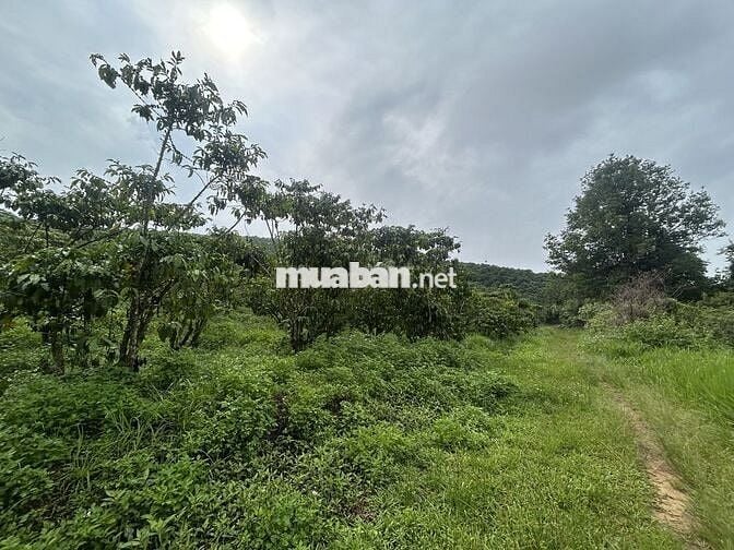 BÁN GẤP LÔ DẤT 1,7HA CÀ PHÊ - ĐẤT CHIỀN ĐỒI NHẸ - CÓ SUỐI!