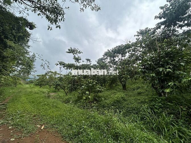 BÁN GẤP LÔ DẤT 1,7HA CÀ PHÊ - ĐẤT CHIỀN ĐỒI NHẸ - CÓ SUỐI!