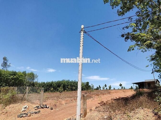 Bán đất 1387m đang trồng cao su hơn 6năm ra đường nhựa Nam Lộ chỉ 400m