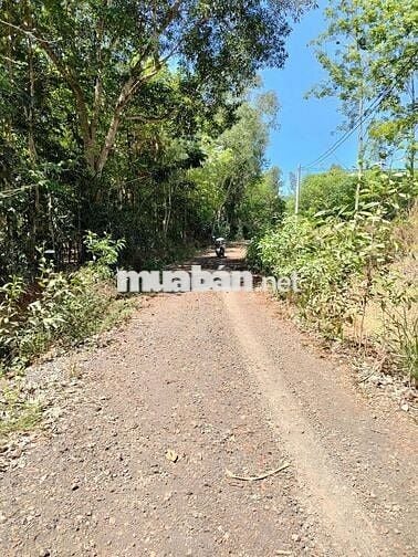 Bán đất 1387m đang trồng cao su hơn 6năm ra đường nhựa Nam Lộ chỉ 400m