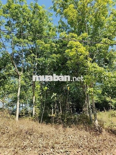 Bán đất 1387m đang trồng cao su hơn 6năm ra đường nhựa Nam Lộ chỉ 400m