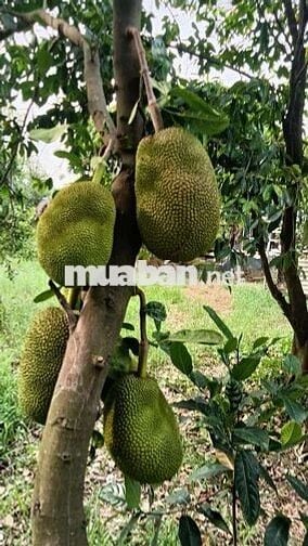 cho thuê nhà vườn cảnh Võ Văn Bích vành đai 3