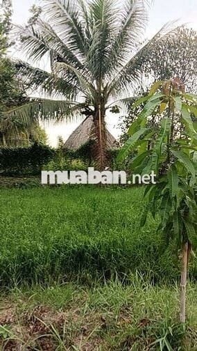 cho thuê nhà vườn cảnh Võ Văn Bích vành đai 3