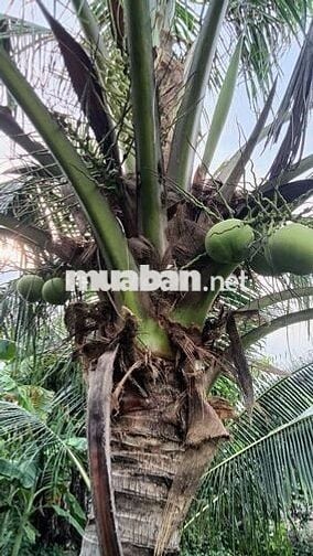 cho thuê nhà vườn cảnh Võ Văn Bích vành đai 3