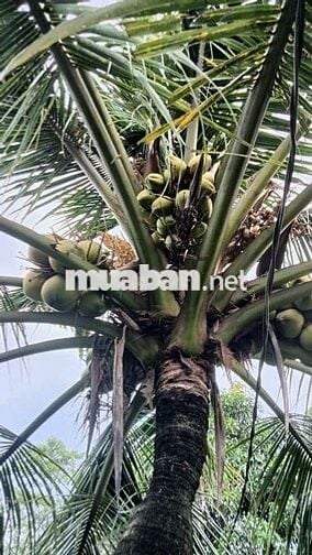 cho thuê nhà vườn cảnh Võ Văn Bích vành đai 3