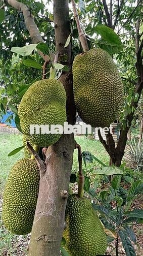 cho thuê nhà vườn cảnh Võ Văn Bích vành đai 3