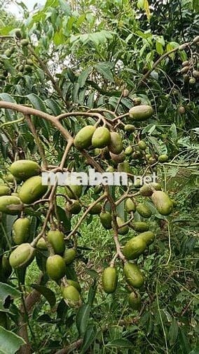 cho thuê nhà vườn cảnh Võ Văn Bích vành đai 3