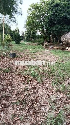 cho thuê nhà vườn cảnh Võ Văn Bích vành đai 3