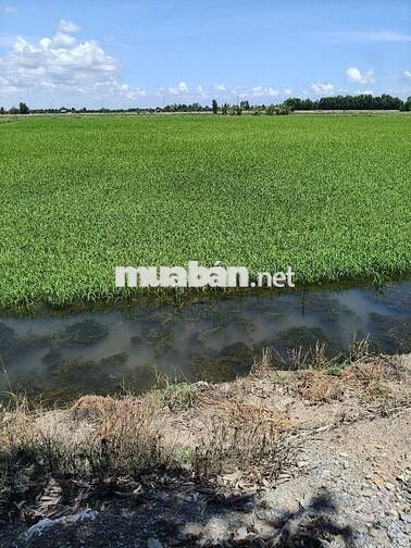 Đất mặt tiền đường bờ kênh 8 mét.