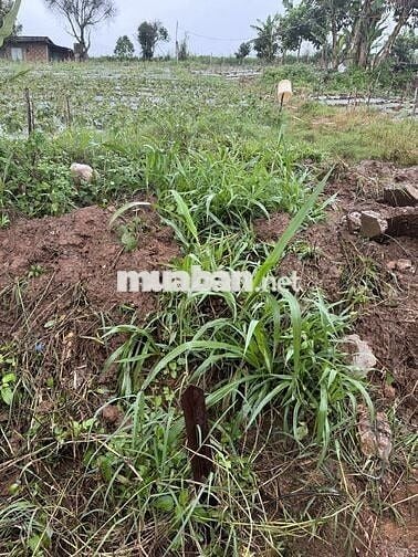 Bán đất có thổ cư vùng ven Tp Đà Lạt