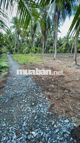 THỔ CƯ + GẦN BẾN PHÀ BÌNH NINH 🌻🌈 Diện tích: 729m2 sẵn 100m2 thổ