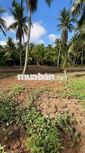 THỔ CƯ + GẦN BẾN PHÀ BÌNH NINH 🌻🌈 Diện tích: 729m2 sẵn 100m2 thổ