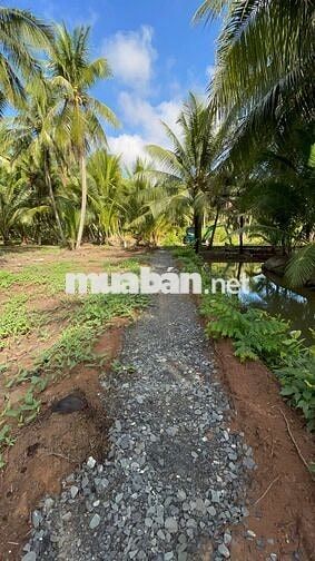 THỔ CƯ + GẦN BẾN PHÀ BÌNH NINH 🌻🌈 Diện tích: 729m2 sẵn 100m2 thổ