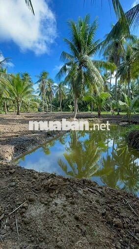 THỔ CƯ + GẦN BẾN PHÀ BÌNH NINH 🌻🌈 Diện tích: 729m2 sẵn 100m2 thổ
