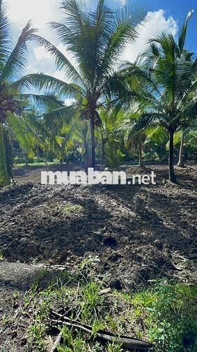 THỔ CƯ + GẦN BẾN PHÀ BÌNH NINH 🌻🌈 Diện tích: 729m2 sẵn 100m2 thổ