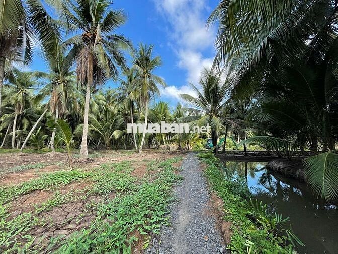 THỔ CƯ + GẦN BẾN PHÀ BÌNH NINH 🌻🌈 Diện tích: 729m2 sẵn 100m2 thổ