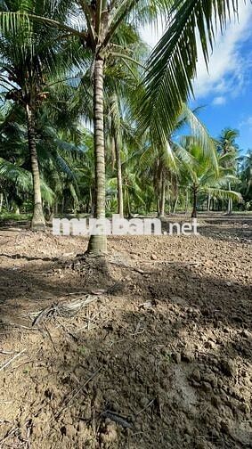 THỔ CƯ + GẦN BẾN PHÀ BÌNH NINH 🌻🌈 Diện tích: 729m2 sẵn 100m2 thổ