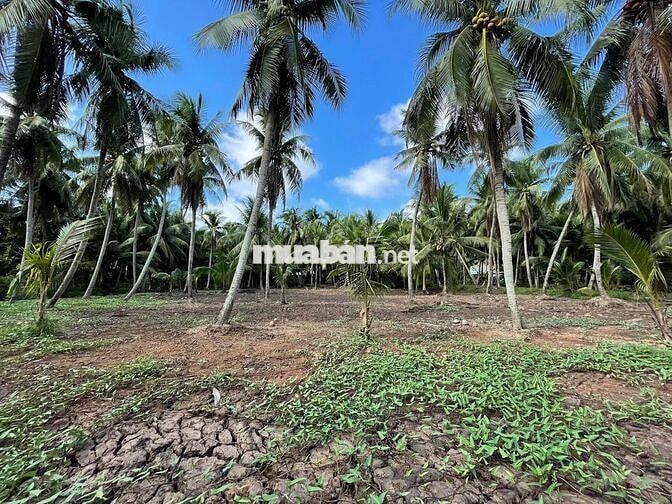 THỔ CƯ + GẦN BẾN PHÀ BÌNH NINH 🌻🌈 Diện tích: 729m2 sẵn 100m2 thổ
