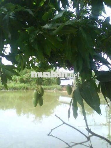  NHÀ VƯỜN CHUẨN PHONG THUỶ 107 MÉT MẶT TIỀN ĐƯỜNG NHỰA, RỘNG 10.989 M2