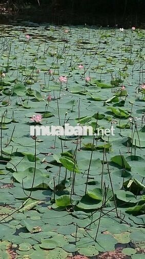  NHÀ VƯỜN CHUẨN PHONG THUỶ 107 MÉT MẶT TIỀN ĐƯỜNG NHỰA, RỘNG 10.989 M2
