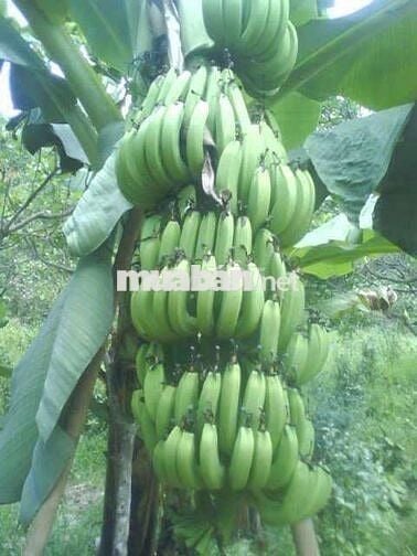  NHÀ VƯỜN CHUẨN PHONG THUỶ 107 MÉT MẶT TIỀN ĐƯỜNG NHỰA, RỘNG 10.989 M2