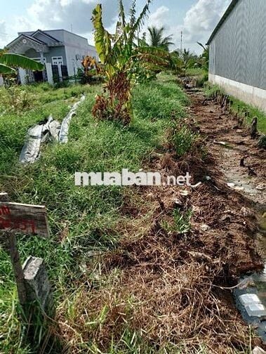 Đất vườn có thổ cư cần bán tại Cà Mau