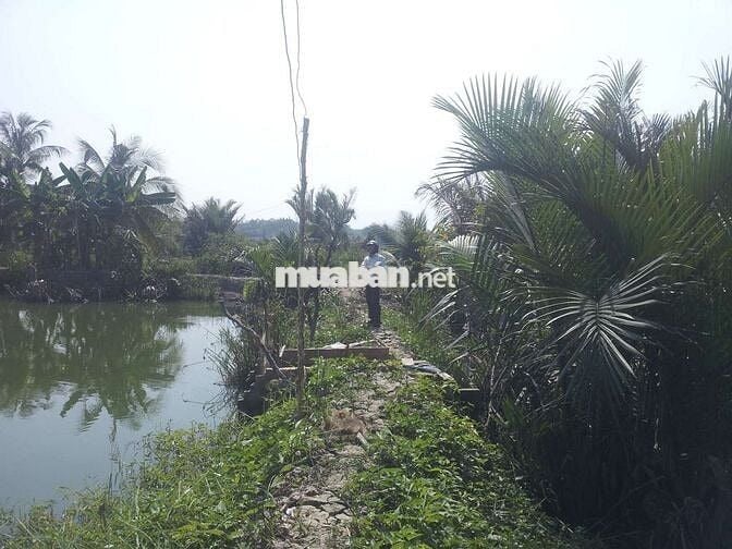1000m đất Bình Hưng, Bình Chánh