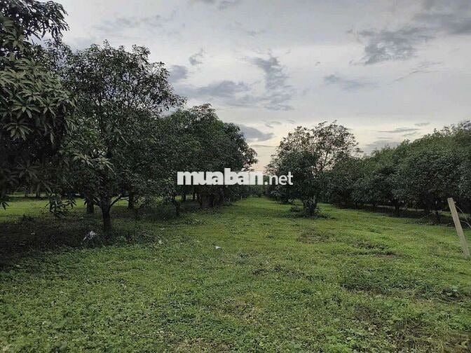 🍃 CHỈ 520TR CÓ Ngày 1000m2 vườn TẬN HƯỞNG Không Gian Yên Bình Gần Sông