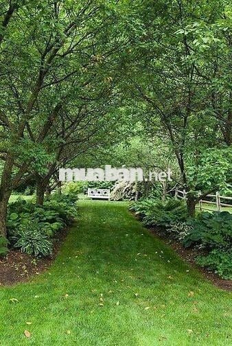 🌿 Đất Vườn Ven Sông La Ngà 1.00m² - Chỉ 549 Triệu, Có Sẵn Vườn Xoài