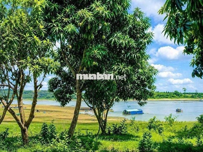 🌿 Đất Vườn Ven Sông La Ngà 1.00m² - Chỉ 549 Triệu, Có Sẵn Vườn Xoài