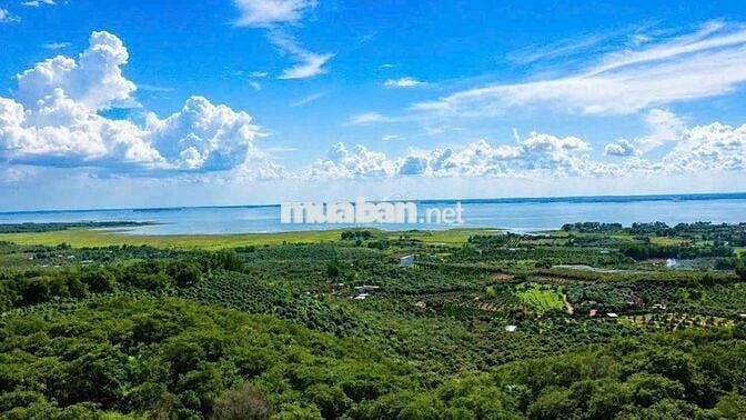 🌿 Đất Vườn Ven Sông La Ngà 1.00m² - Chỉ 549 Triệu, Có Sẵn Vườn Xoài