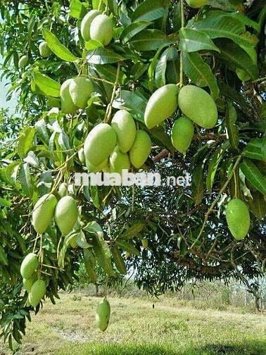 🌿 Đất Vườn Ven Sông La Ngà 1.00m² - Chỉ 549 Triệu, Có Sẵn Vườn Xoài