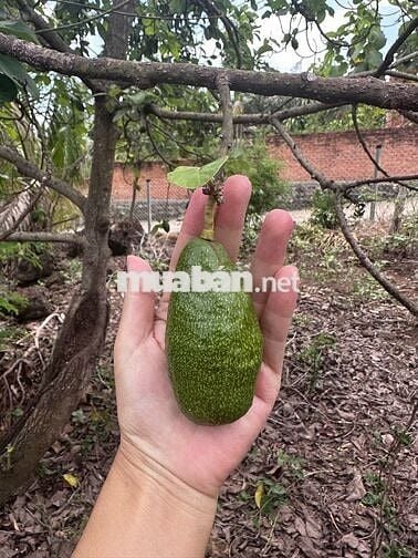 Bán lô đất vườn 1150m2 có qh thổ cư, lô góc 2 mặt tiền bêtông sát QL20