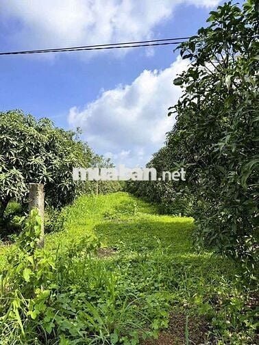🍃 CHỈ 520TR CÓ Ngày 1000m2 vườn TẬN HƯỞNG Không Gian Yên Bình Gần Sông