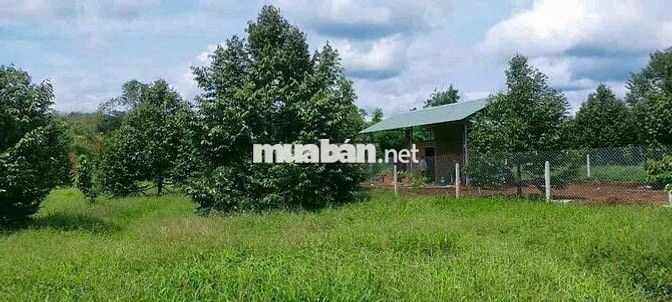 bán gấp chớ ko có nhu cầu giá công khai 390tr bao sổ 5500m2