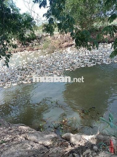 HƠN 1HA ĐẤT VƯỜN CÓ NHÀ SẴN TẠI TÀ BO – PHAN RÍ, GIÁ CHỈ 3,2 TỶ